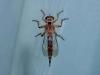 Asilinae inconnu
